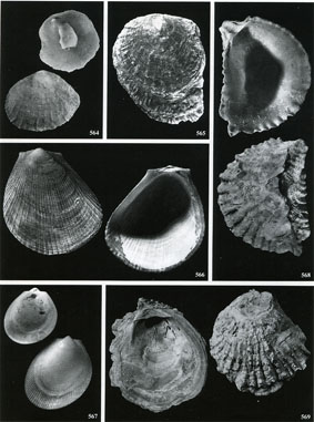 Ostreidae del pliocene